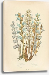 Постер Ficris Broom Rape, Lesser b.r., Ivy b.r., Purple b.r., Branched b.r., Greater Toothwort Постер Ficris Broom Rape, Lesser b.r., Ivy b.r., Purple b.r., Branched b.r., Greater Toothwort