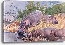 Постер Кунер Вильгельм Hippopotamus, illustration from'Wildlife of the World', c.1910 Постер Кунер Вильгельм Hippopotamus, illustration from'Wildlife of the World', c.1910