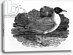 Постер Бевик Томас Black-Headed Gull, illustration from 'A History of British Birds' 1797 Постер Бевик Томас Black-Headed Gull, illustration from 'A History of British Birds' 1797