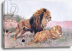 Постер Кунер Вильгельм Lion and Lioness, illustration from'Wildlife of the World', c.1910 Постер Кунер Вильгельм Lion and Lioness, illustration from'Wildlife of the World', c.1910