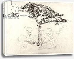 Постер Палмер Самуэль Old Cedar Tree in Botanic Garden, Chelsea, 1854 Постер Палмер Самуэль Old Cedar Tree in Botanic Garden, Chelsea, 1854