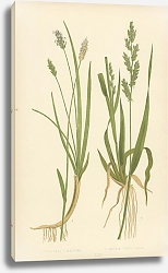 Постер Sesleria Cerulea, Panicum Crus-galli Постер Sesleria Cerulea, Panicum Crus-galli