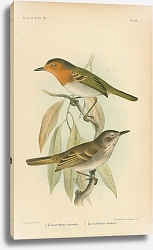 Постер Euscarthmus Russatus. Euscarthmus impiger Постер Euscarthmus Russatus. Euscarthmus impiger