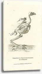Постер Skeleton of Falco Palumbarius or Goshawk 1 Постер Skeleton of Falco Palumbarius or Goshawk 1