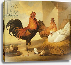 Постер Барлоу Франсис Domestic Cock, Hens and Chicks, 1655 Постер Барлоу Франсис Domestic Cock, Hens and Chicks, 1655