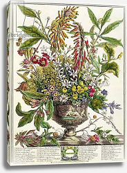Постер Кастилс Питер January, from `Twelve Months of Flowers', by Robert Furber engraved by Henry Fletcher Постер Кастилс Питер January, from `Twelve Months of Flowers', by Robert Furber engraved by Henry Fletcher