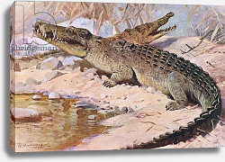 Постер Кунер Вильгельм Nile Crocodile, illustration from'Wildlife of the World', c.1910 Постер Кунер Вильгельм Nile Crocodile, illustration from'Wildlife of the World', c.1910