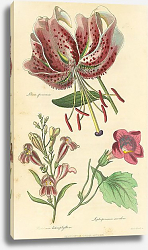 Постер Lilium Speciosum, Pentstemon Heterophyllum, Lophospermum Scandens Постер Lilium Speciosum, Pentstemon Heterophyllum, Lophospermum Scandens