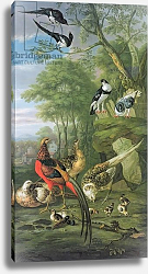Постер Кастилс Питер Cock pheasant, hen pheasant and chicks and other birds in a classical landscape Постер Кастилс Питер Cock pheasant, hen pheasant and chicks and other birds in a classical landscape