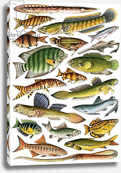 Постер Школа: Английская 20в. Freshwater fishes of the Empire - India Постер Школа: Английская 20в. Freshwater fishes of the Empire - India