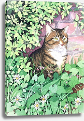 Постер Бейли Сьюзанн Jackie's Cat Постер Бейли Сьюзанн Jackie's Cat