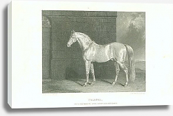 Постер Colonel. One of Her Majestys State Cream-Coloured Horses