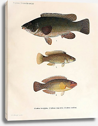 Постер Labrus berggylta, Labrus rupestris, Labrus exoletus Постер Labrus berggylta, Labrus rupestris, Labrus exoletus
