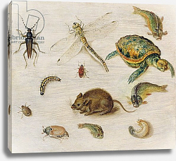 Постер Брейгель Ян Младший A Study of Insects, Sea Creatures and a Mouse Постер Брейгель Ян Младший A Study of Insects, Sea Creatures and a Mouse