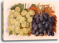 Постер Grapes - Muscat of Alexandria, Madresfield Court Постер Grapes - Muscat of Alexandria, Madresfield Court