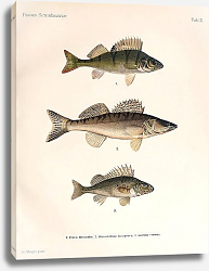 Постер Perca fluviatilis, Stizostedium lucioperca, Acerina cernua Постер Perca fluviatilis, Stizostedium lucioperca, Acerina cernua