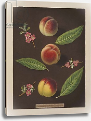 Постер Брукшоу Джордж Chancellor, Catherine and the Old Newington peaches Постер Брукшоу Джордж Chancellor, Catherine and the Old Newington peaches