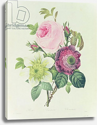 Постер Редюти Пьер Rose, anemone and Clematide, from 'Les Roses', 19th century Постер Редюти Пьер Rose, anemone and Clematide, from 'Les Roses', 19th century