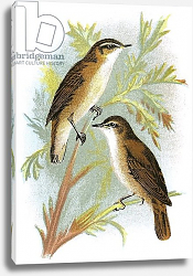 Постер Школа: Английская 20в. Reed Warbler and Sedge Warbler Постер Школа: Английская 20в. Reed Warbler and Sedge Warbler