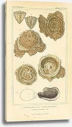 Постер Spherulites foliacia, Calceola heteroclita, Ostrea margaritacea Постер Spherulites foliacia, Calceola heteroclita, Ostrea margaritacea