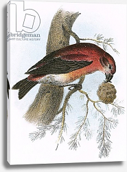 Постер Школа: Английская 20в. Crossbill 2 Постер Школа: Английская 20в. Crossbill 2