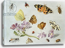 Постер Кессель Ян Butterflies, moths and other insects with a sprig of periwinkle Постер Кессель Ян Butterflies, moths and other insects with a sprig of periwinkle