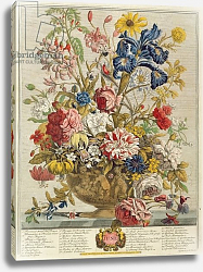 Постер Кастилс Питер June, from 'Twelve Months of Flowers' by Robert Furber engraved by Henry Fletcher Постер Кастилс Питер June, from 'Twelve Months of Flowers' by Robert Furber engraved by Henry Fletcher