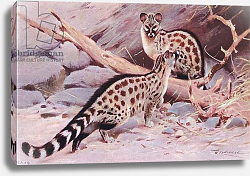 Постер Кунер Вильгельм Dungola Genet, illustration from'Wildlife of the World', c.1910 Постер Кунер Вильгельм Dungola Genet, illustration from'Wildlife of the World', c.1910