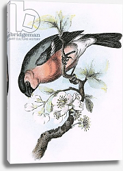 Постер Школа: Английская 20в. Bullfinch 2 Постер Школа: Английская 20в. Bullfinch 2