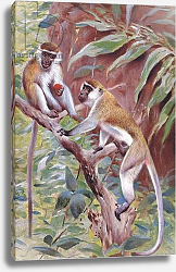 Постер Кунер Вильгельм Green Monkey, illustration from'Wildlife of the World', c.1910 Постер Кунер Вильгельм Green Monkey, illustration from'Wildlife of the World', c.1910