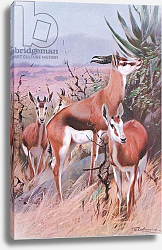 Постер Кунер Вильгельм Springbok, illustration from'Wildlife of the World', c.1910 Постер Кунер Вильгельм Springbok, illustration from'Wildlife of the World', c.1910