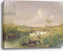 Постер Спектер Отто Geese Grazing, 1854 Постер Спектер Отто Geese Grazing, 1854