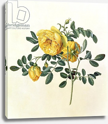 Постер Эгрет Джордж Rosa hemispherica, 18th century Постер Эгрет Джордж Rosa hemispherica, 18th century