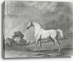 Постер Стаббс Джордж Mambrino, engraved by George Townley Stubbs pub. 1794 Постер Стаббс Джордж Mambrino, engraved by George Townley Stubbs pub. 1794