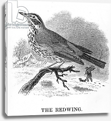 Постер Ярелл Уильям (птицы) The Redwing, illustration from 'A History of British Birds' by William Yarrell, first published 1843 Постер Ярелл Уильям (птицы) The Redwing, illustration from 'A History of British Birds' by William Yarrell, first published 1843