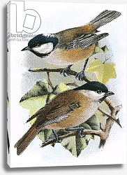 Постер Школа: Английская 20в. Coal Tit and Marsh Tit Постер Школа: Английская 20в. Coal Tit and Marsh Tit