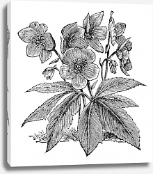 Постер Black Hellebore or Christmas Rose or Helleborus niger, vintage engraving Постер Black Hellebore or Christmas Rose or Helleborus niger, vintage engraving