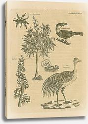 Постер Ricinus Americanus, Ramphastos Tucan, Ricinus Communis, Rhea Americana Постер Ricinus Americanus, Ramphastos Tucan, Ricinus Communis, Rhea Americana