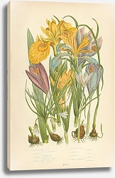 Постер Yello Water Iris, Stinking I., Columnas Trichonema, Purple Spring Crocus, Least Spring c. Golden c., Постер Yello Water Iris, Stinking I., Columnas Trichonema, Purple Spring Crocus, Least Spring c. Golden c.,