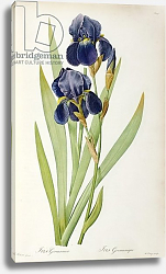 Постер Редюти Пьер Iris Germanica, from `Les Liliacees', 1805 Постер Редюти Пьер Iris Germanica, from `Les Liliacees', 1805
