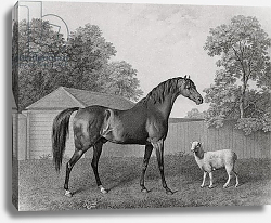 Постер Стаббс Джордж Dungannon, engraved by George Townley Stubbs pub. 1794 Постер Стаббс Джордж Dungannon, engraved by George Townley Stubbs pub. 1794