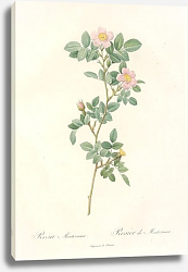 Постер Rosa Canina L. Var. Montezumae Humb. & Bonpl. Постер Rosa Canina L. Var. Montezumae Humb. & Bonpl.