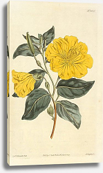 Постер Cenothera Glauca. Glaucous-Leaved Evening-Primrose Постер Cenothera Glauca. Glaucous-Leaved Evening-Primrose