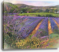Постер Истон Тимоти (совр) Buddleia and Lavender Field, Montclus, 1993 Постер Истон Тимоти (совр) Buddleia and Lavender Field, Montclus, 1993