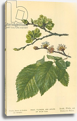Постер Бут Вильям (последователи, ботаника) Fruit, Flowers, and Leaves of Wych Elm Постер Бут Вильям (последователи, ботаника) Fruit, Flowers, and Leaves of Wych Elm