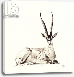 Постер Сандерс Франческа (совр) Grant's Gazelle, 2012, Постер Сандерс Франческа (совр) Grant's Gazelle, 2012,