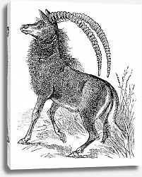 Постер Sable antelope, aigocerus niger or hippotragus niger vintage engraving. Постер Sable antelope, aigocerus niger or hippotragus niger vintage engraving.