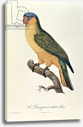 Постер Барранд Жак (птицы) Blue-Capped Parrot by Jacques Barraband Постер Барранд Жак (птицы) Blue-Capped Parrot by Jacques Barraband