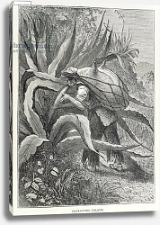 Постер Риоу Эдуард Extracting Pulque, from 'The Ancient Cities of the New World', pub. 1887 Постер Риоу Эдуард Extracting Pulque, from 'The Ancient Cities of the New World', pub. 1887