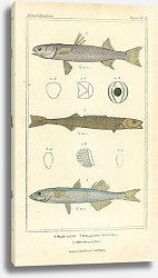 Постер Mugil cephale, Tetragonurus Cuvieri Risso, Afherina presbyter Постер Mugil cephale, Tetragonurus Cuvieri Risso, Afherina presbyter